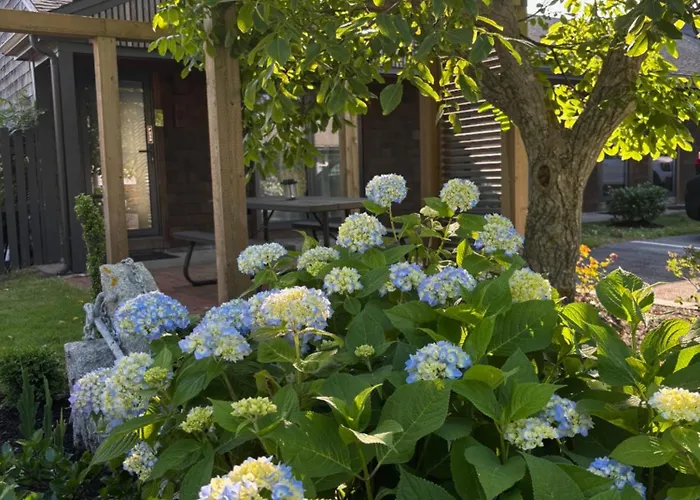 Oak Bluffs Motels